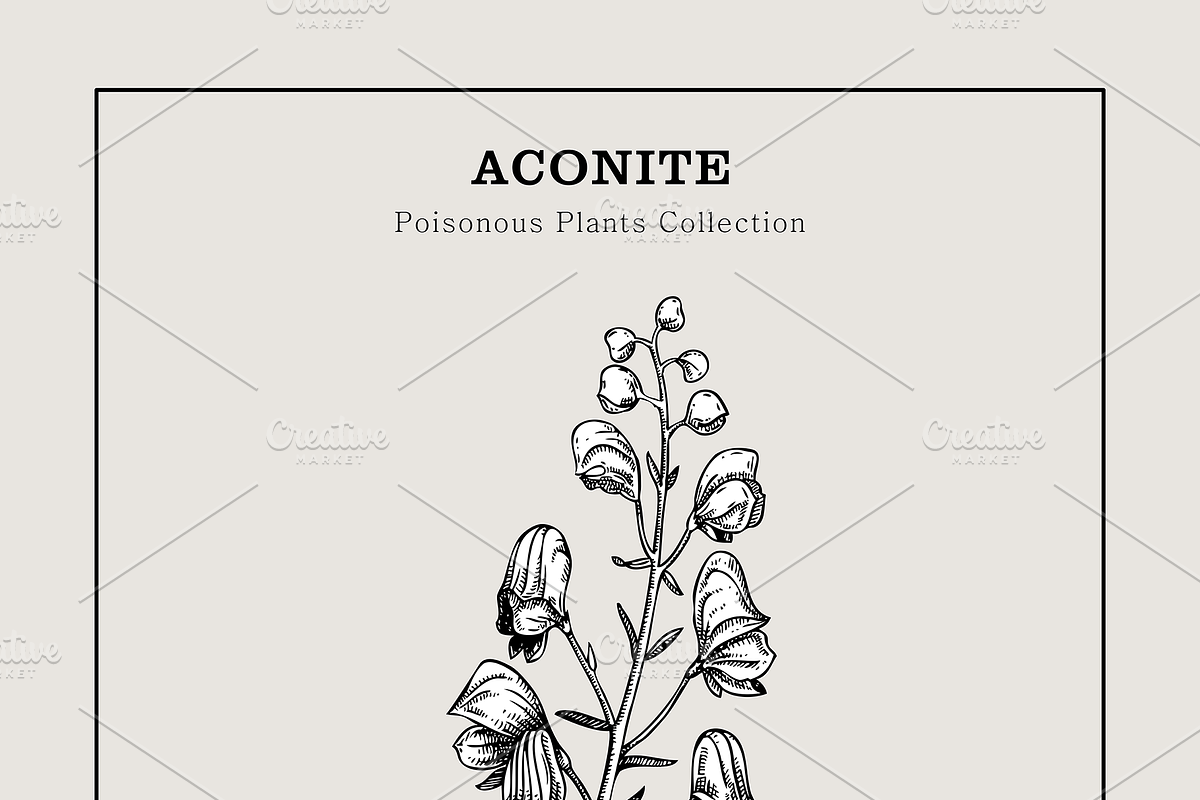 Poisonous Plant Vector Illustrations, an Object Graphic by Yevheniia (Photo 7 of 11)