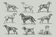 Vintage Bundle 2500+ Free Update, an Animal Illustration by Retro Machine (Thumbnail 96 of 170)