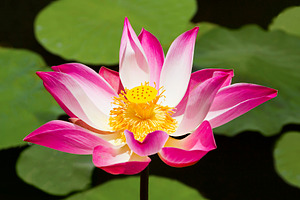 Lotus flower, a Photo by saiko3p