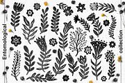 Entomological collection insect, a Decorative Illustration by Moonflora (Thumbnail 11 of 13)