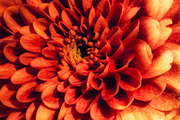 Moody Botanical Chrysanthemum Photos, a Nature Photo by Silent Nature (Thumbnail 5 of 6)