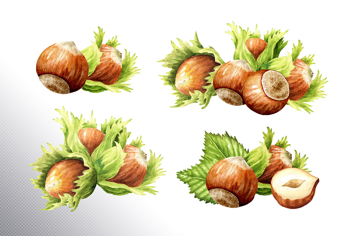 Huzelnuts. Watercolor collection, a Food Illustration by Daria Ustiugova (Photo 4 of 23)