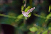Hummingbird Stock Bundle, an Animal Photo by r.r.palacios (Thumbnail 7 of 7)