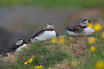 Close up of puffin bird or Fratercula in Iceland in summer seaso