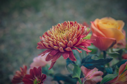 Wildflower Stock Photograph preview 6