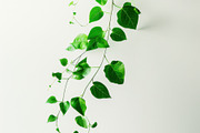 99 Frames of green leaves, a Nature Photo by Handmadefont (Thumbnail 97 of 100)