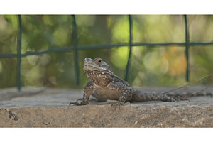 Close-up View On Agama Anchietae, a Graphic by Our Amazing World