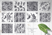 Tropical nature vector set, an Animal Illustration by Molly art (Thumbnail 12 of 15)
