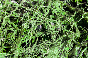 Abstract view of of roots and branch, an Abstract Photo by Schreibikus
