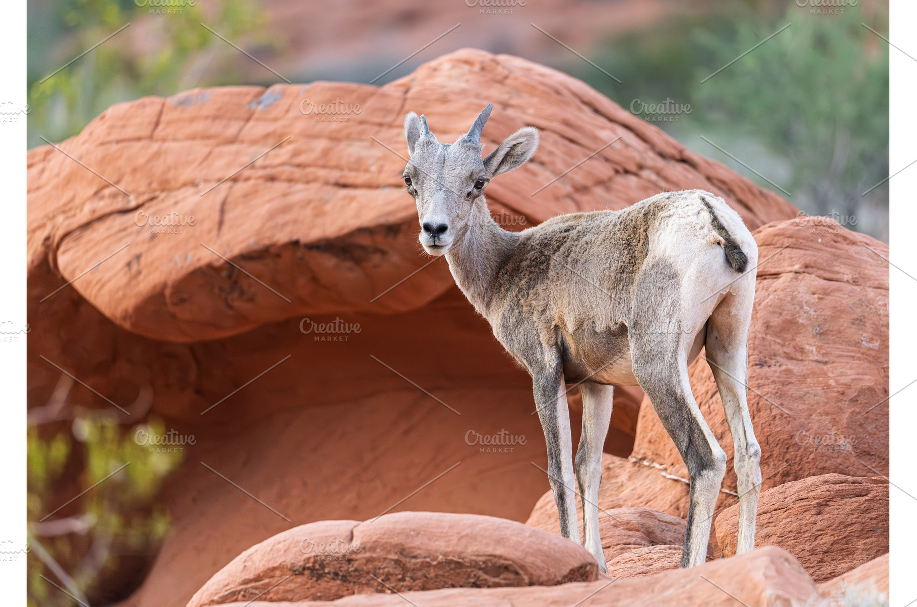 Bighorn sheep lamb grazing among, an Animal Photo by Backyard Stock