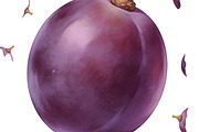 All Fruits Bundle Master Collection, a Food & Drink Photo by FlyeredTemplate (Thumbnail 40 of 130)