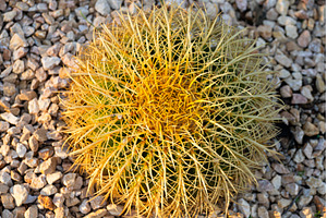 Golden barrel cactus growing in, a Nature Photo by volodymyrshtun13795