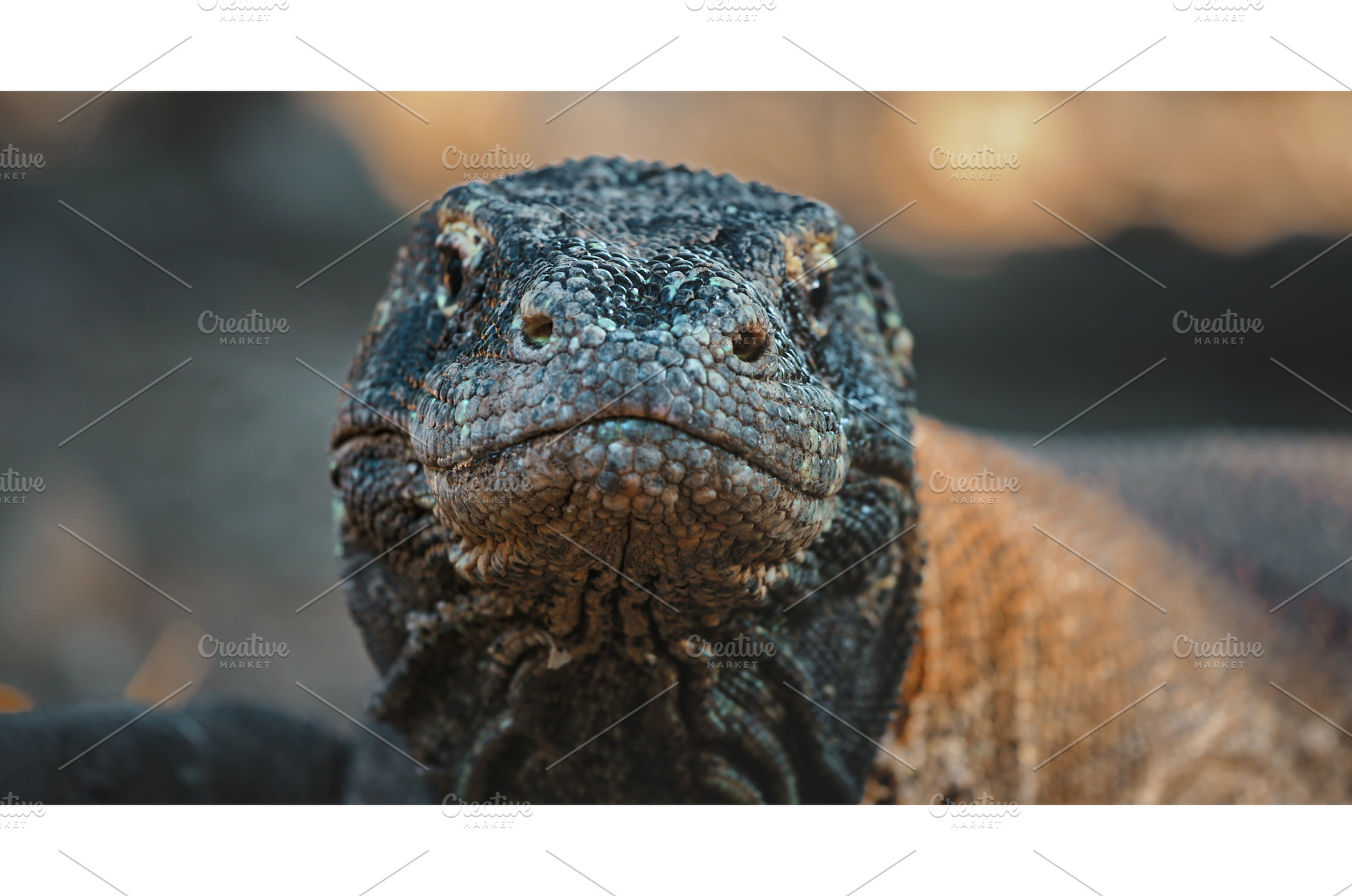 Komodo dragon staring showing its, an Animal Photo by Goinyk