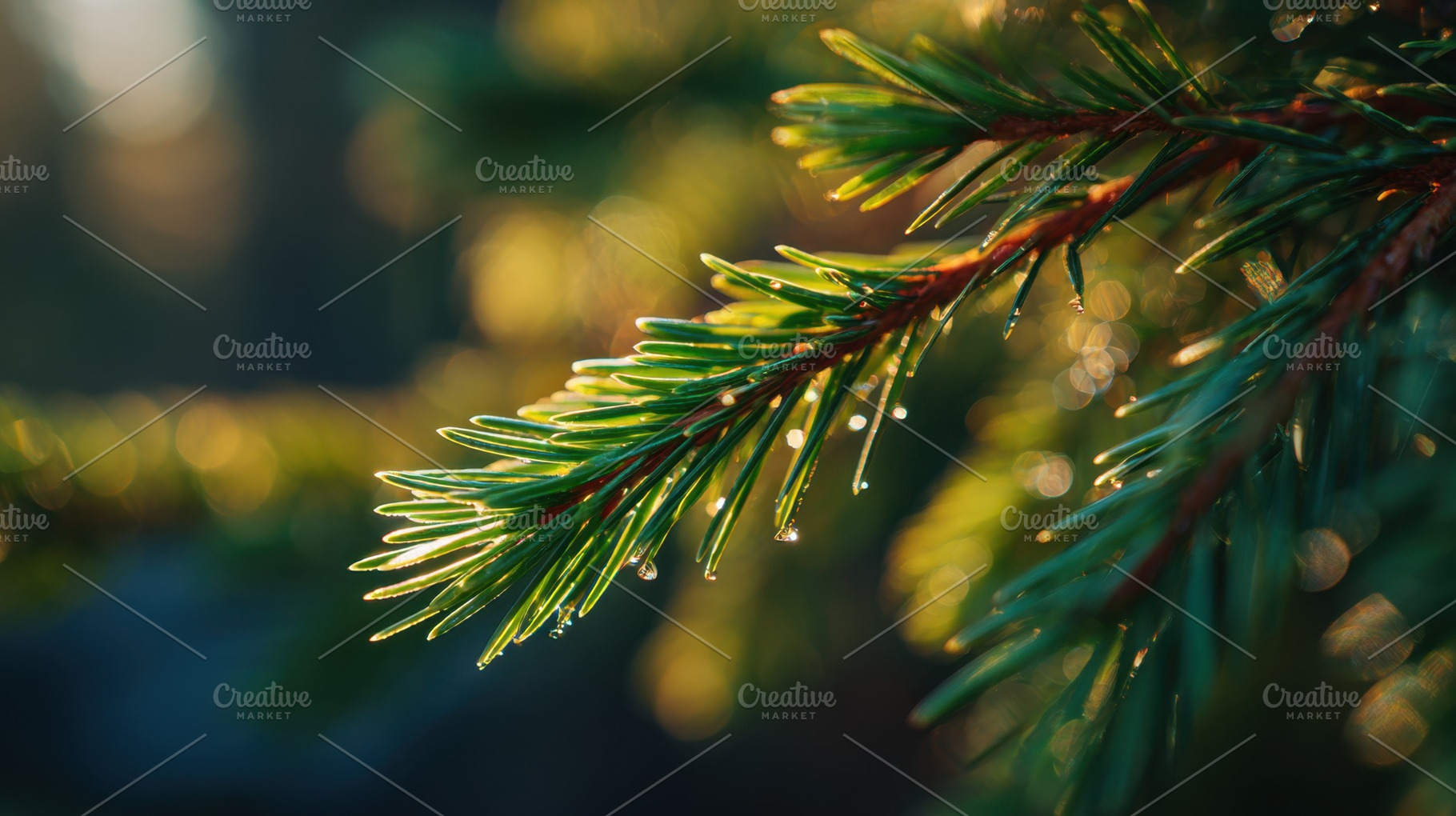 Morning dew on pine tree branches, a Photo by Beautiful things