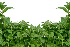 Bunch of green mint on isolated background, aromatic seasoning, a Food & Drink Photo by ndanko
