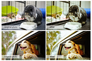 Lovely Pets Lightroom Presets, an Action Add-On by DreamColor (Thumbnail 2 of 10)