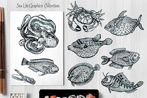 Vector Sea Life Graphics Collections