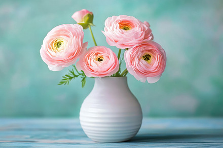 Pink ranunculus flowers in vase, a Photo by Beautiful things