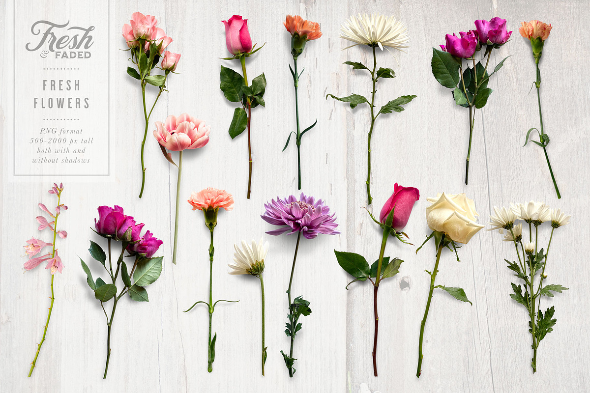 Fresh & Dried Flower Flat Lay, a Product Mockup by Eclectic Anthology (Photo 4 of 8)