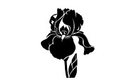 Floral Ornament Silhouette Bundle, an Illustration by BIPLOB EXPERT (Thumbnail 47 of 51)