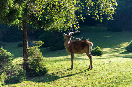 Deer on meadow in summer time containing deer, animal, and nature, an Animal Photo by Byrdyak