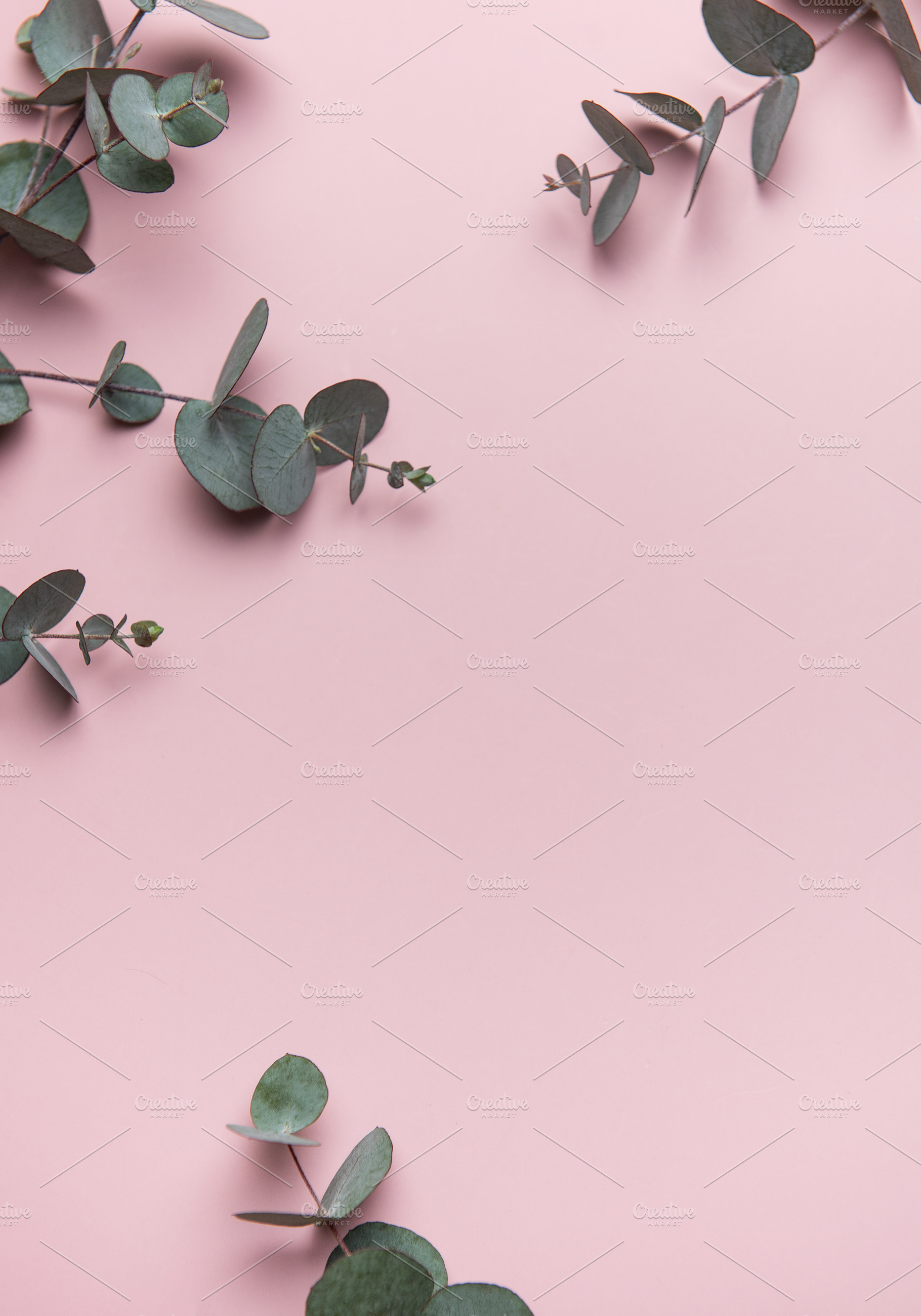 Eucalyptus leaves forming a border on pink background, a Background Photo by Olena Rudo
