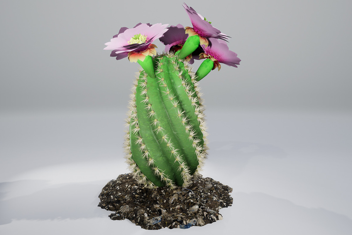 Spiral Cactus, an Environmental 3D Model by AndrewWhite (Photo 1 of 13)