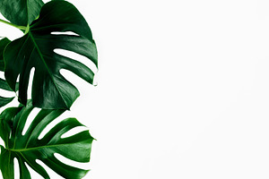 Tropical leaves monstera containing monstera, leaves, and leaf