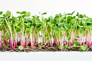 Fresh radish microgreen on white background, a Food & Drink Photo by AlyaAnd