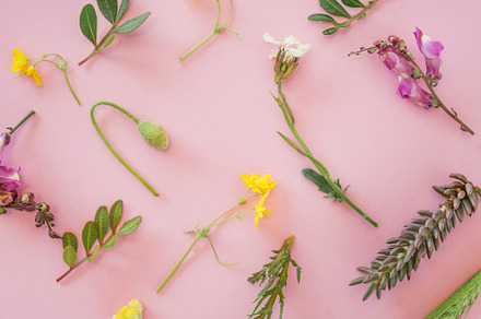Details of plants stock photo containing background and plant