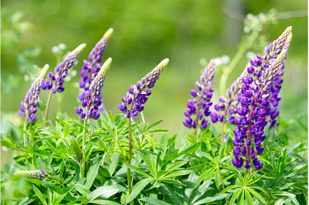 purple lupines among spring greenery, a Nature Photo by Pakosta