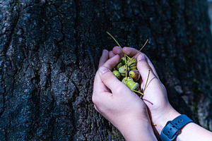 Acorns in the kid's hands on the textured oak background, a Nature Photo by Anna Bogush