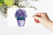 Lavender flowers watercolor, clipart, a Food Illustration by Hanna Hryharenka (Thumbnail 15 of 17)