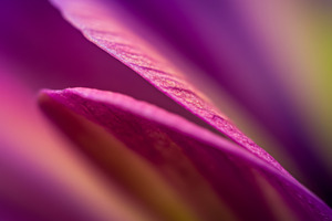 Abstract macro of pink flower petals, a Nature Photo by professorinc