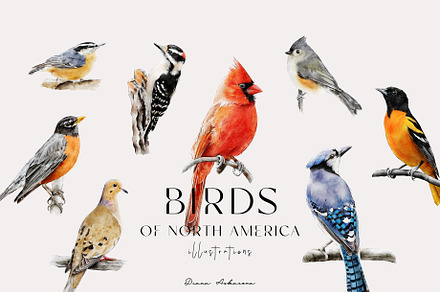Birds of North America watercolor, an Animal Illustration by Diana Askarova Art