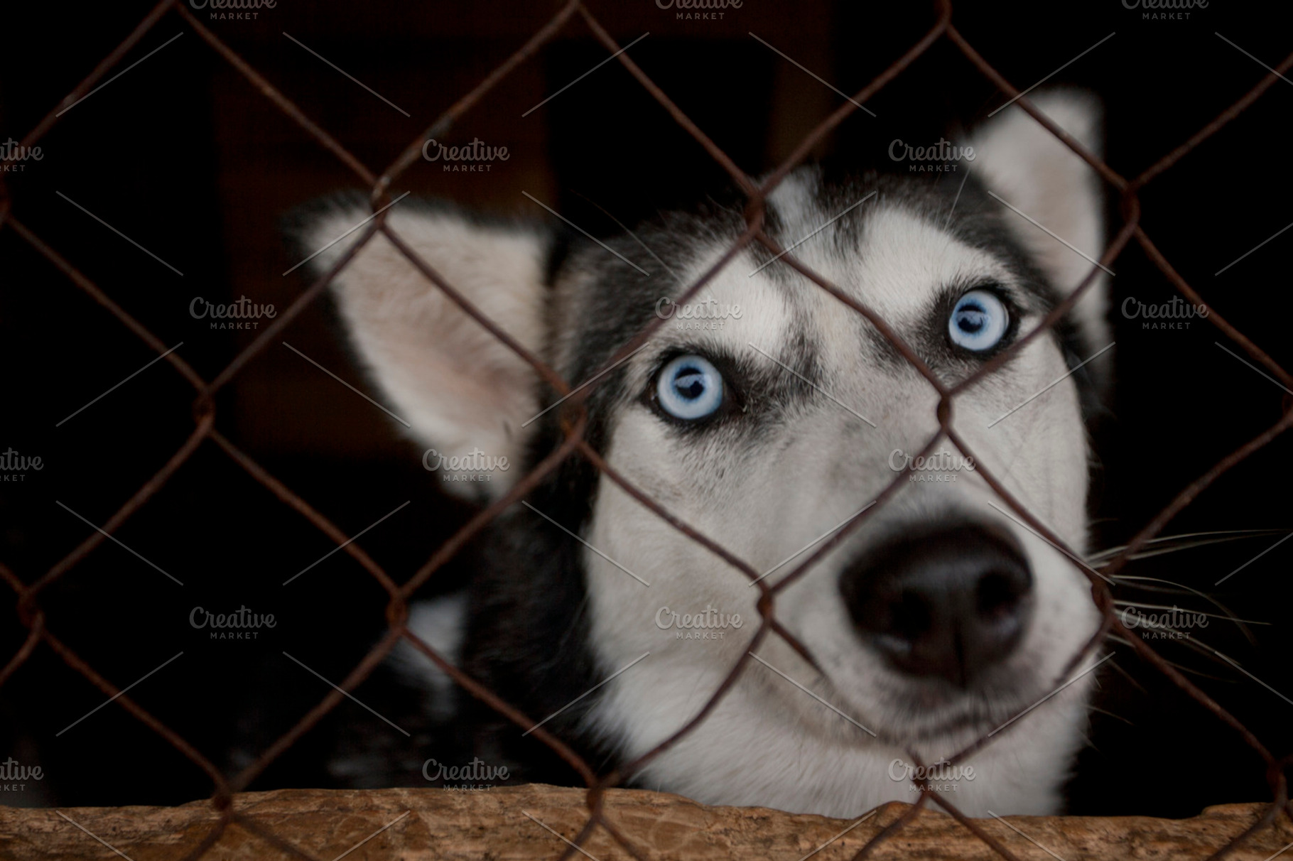 Husky Stock Photo Containing Dog And Aviary