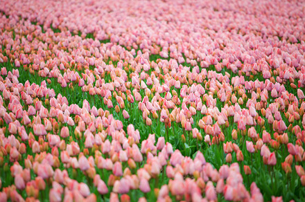 Beautiful bouquet of pink Tulips, a Photo by Pictures for you!!!!!!!!!