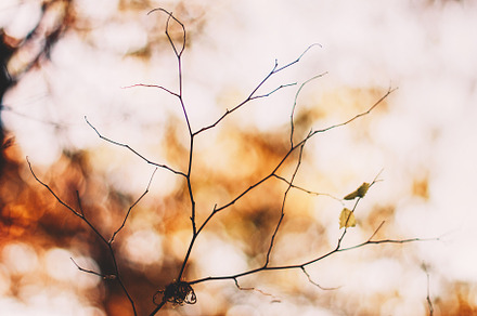 Autumn trees leaves in vintage color stock photo containing autumn and, a Nature Photo by David Khelashvili