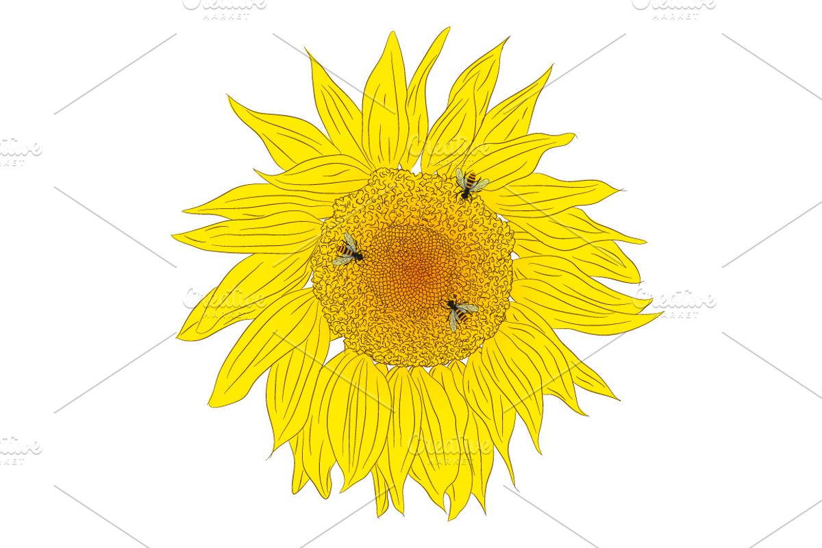 Bee and Sunflower Set., a Decorative Illustration by Svetlana Avv (Photo 4 of 4)