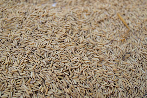 Close-up of rice texture (grain)