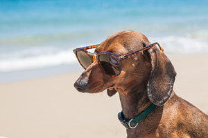Dachshund dog with sunglasses stock photo containing dog and dachshund
