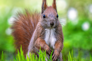 Red squirrel on green grass and staring, an Animal Photo by Byrdyak