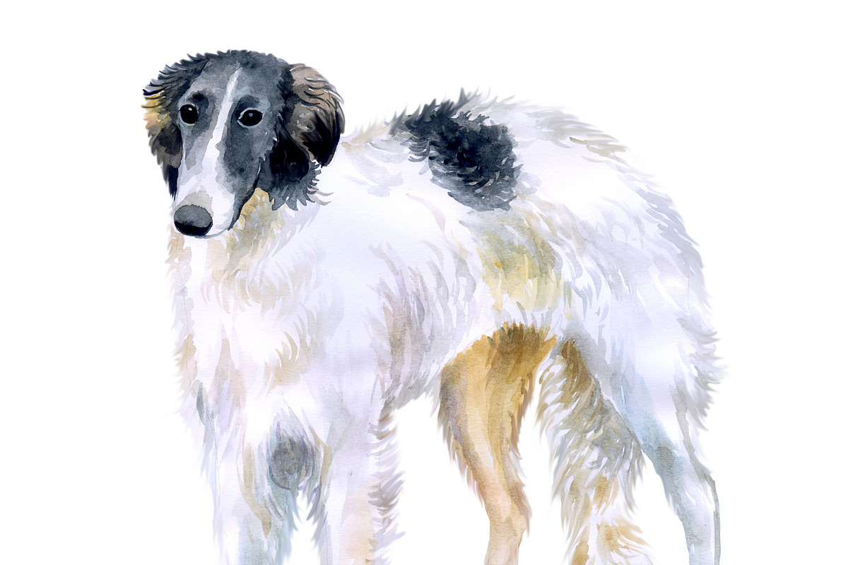 Borzoi Watercolor Dog Portrait PSD, an Animal Illustration by Dneprstock (Photo 2 of 2)