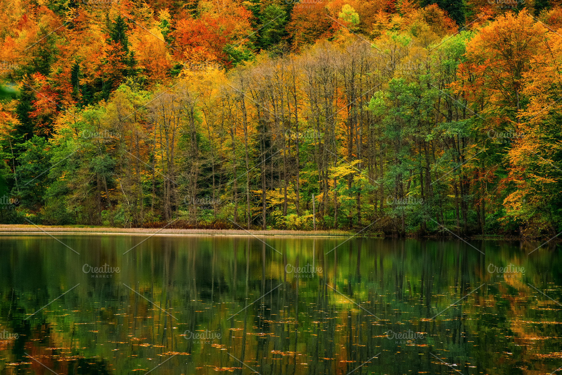Autumn foliage containing autumn, background, and bateti, a Nature Photo by David Khelashvili