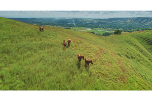 Horses walking on green hills in