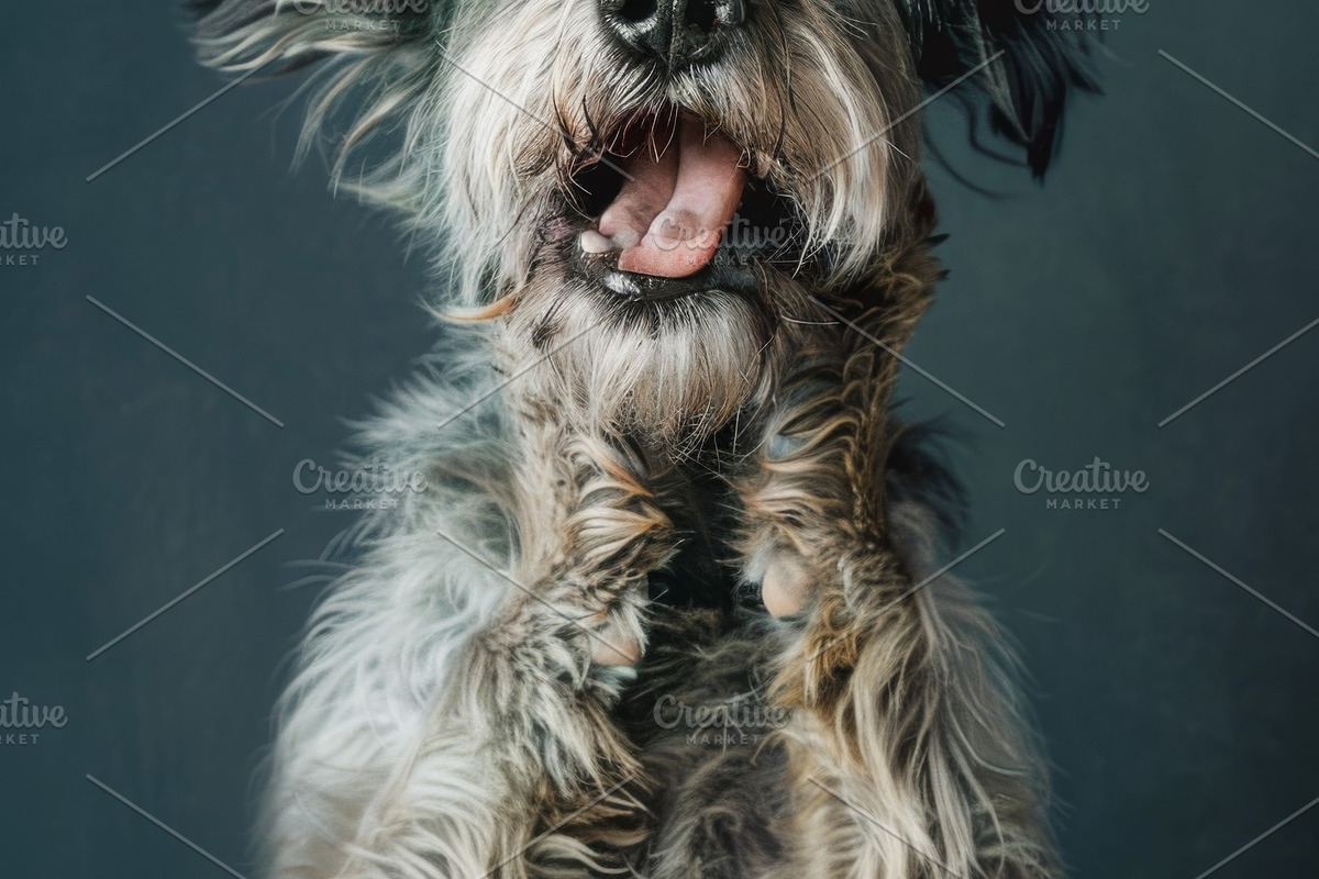 236 surprised animals, an Animal Photo by Handmadefont (Photo 42 of 241)