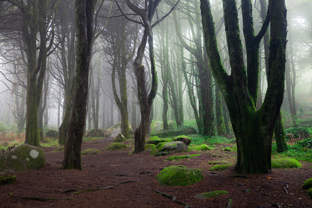 Magic woodland-SUMMER for Lightroom, an Action Add-On by khoroshkov (Photo 3 of 5)
