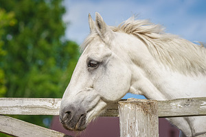 Beautiful horse white grey p.r.e. An, an Animal Photo by AlexBush