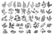 40 handsketched floral elements, a Decorative Illustration by Artha Design Studio (Thumbnail 4 of 7)