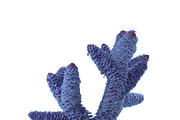Seaweed, an Environmental 3D Model by AndrewWhite (Thumbnail 8 of 9)